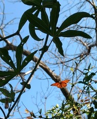 Dione vanillae maculosa