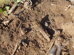 Dichroplus conspersus