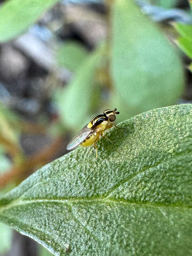 Thaumatomyia glabra