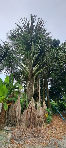 Mauritia flexuosa, photograph 6