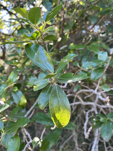 Symplocos uniflora, photograph 2