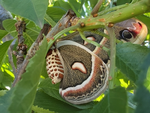 Cecropia Moth