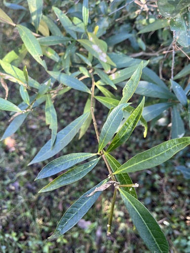 Tabernaemontana catharinensis, photograph 2