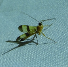 Acrotaphus tibialis
