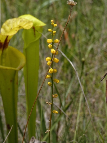 Aletris aurea, photograph 6