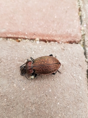 Carabus ulrichii
