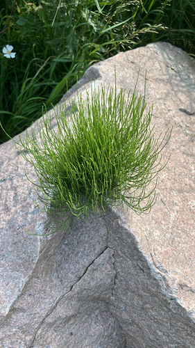 field horsetail