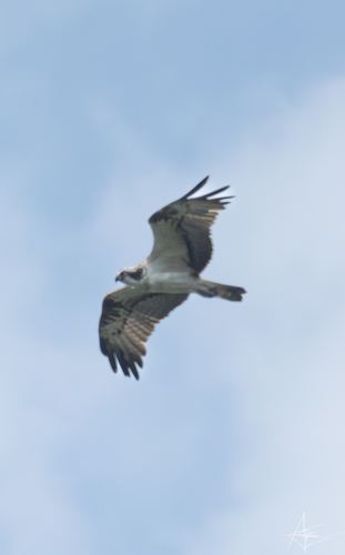 Osprey