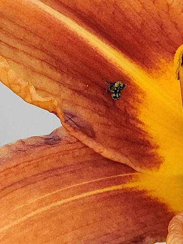 Coppery Leafhopper