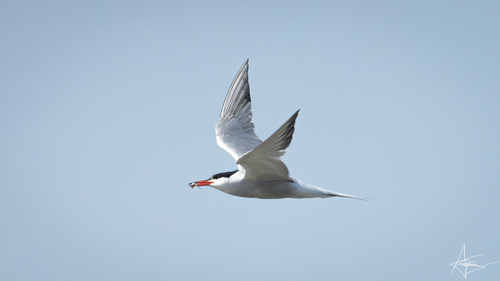 Common Tern