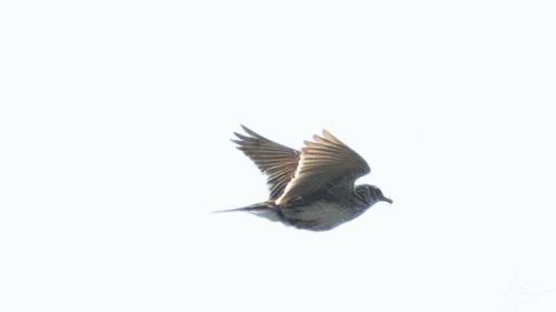 Eurasian Skylark