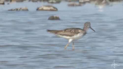 Common Greenshank