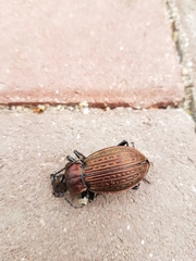 Carabus ulrichii