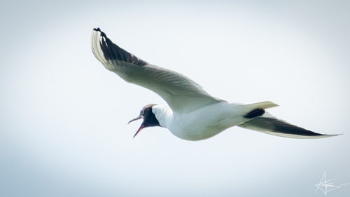 Black-headed Gull