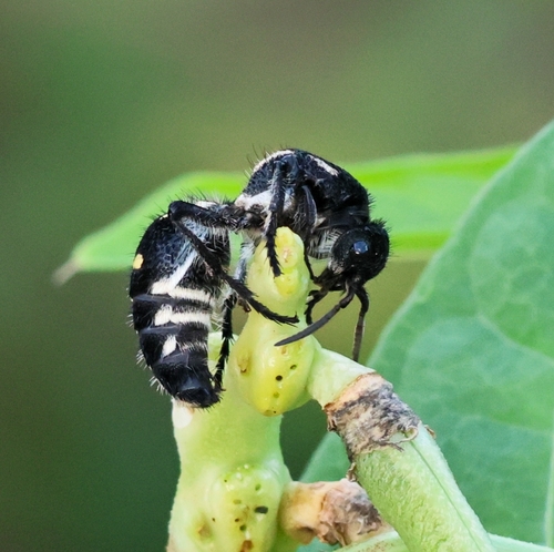 Traumatomutilla vidua