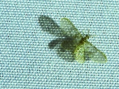 Nallachius pulchellus