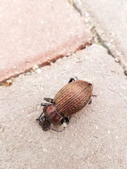 Carabus ulrichii