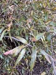 Ruprechtia salicifolia