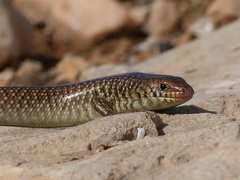 Chalcides polylepis