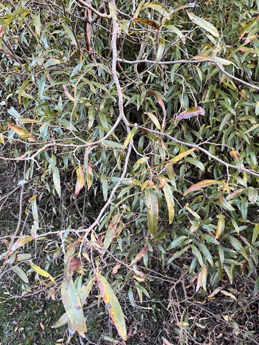 Ruprechtia salicifolia, photograph 2