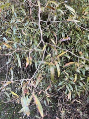 Ruprechtia salicifolia, photograph (c) Gastón Repetto, some rights reserved (CC BY)