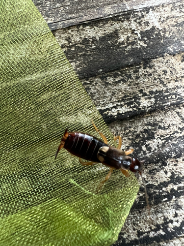 European Earwig