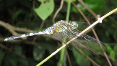 Orthetrum