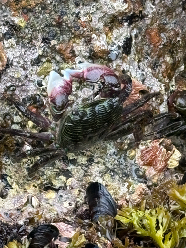 iNaturalist observation photo of Striped Shore Crab