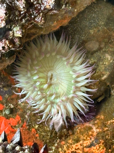 iNaturalist observation photo of Sunburst Anemone