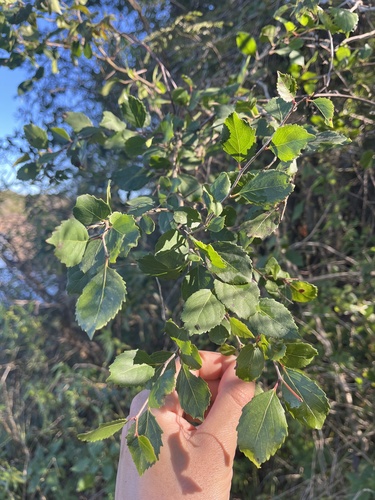 Xylosma tweediana