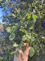 Xylosma tweediana