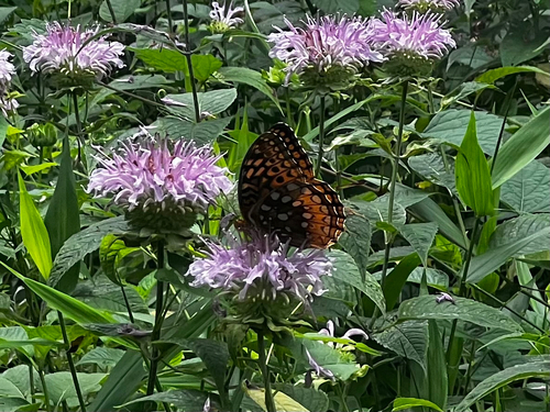 Great Spangled Fritillary