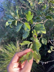 Xylosma tweediana, photograph (c) Gastón Repetto, some rights reserved (CC BY)