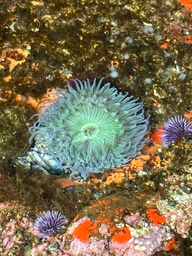 iNaturalist observation photo of Sunburst Anemone