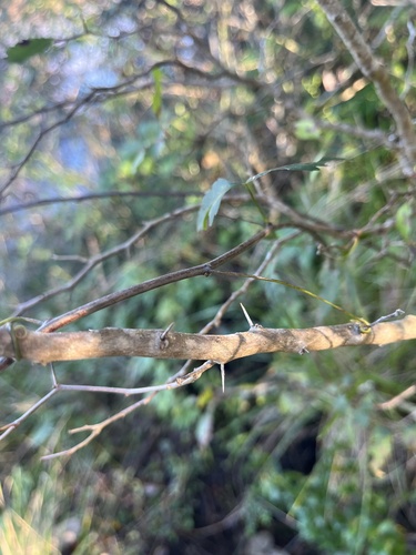 Xylosma tweediana, photograph 3