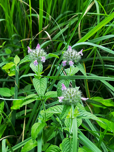 Wild Basil
