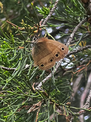 Little Wood Satyr