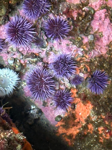 iNaturalist observation photo of Pacific Purple Sea Urchin