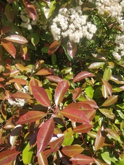 Photinia × fraseri