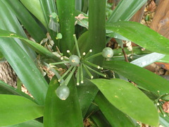 Clivia miniata