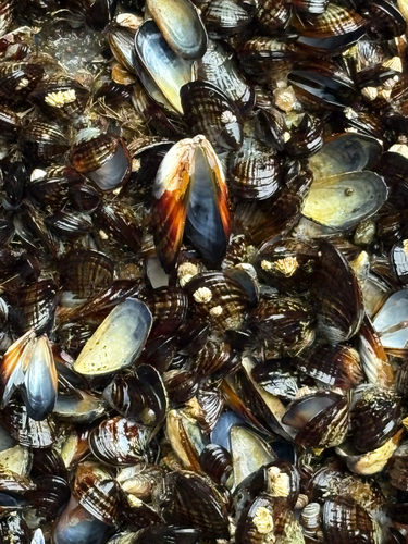 iNaturalist observation photo of California Mussel