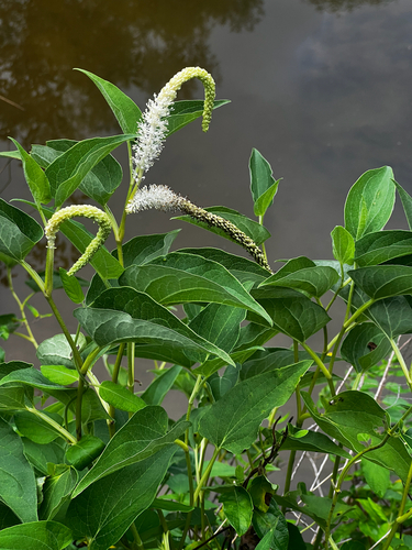 lizard's tail