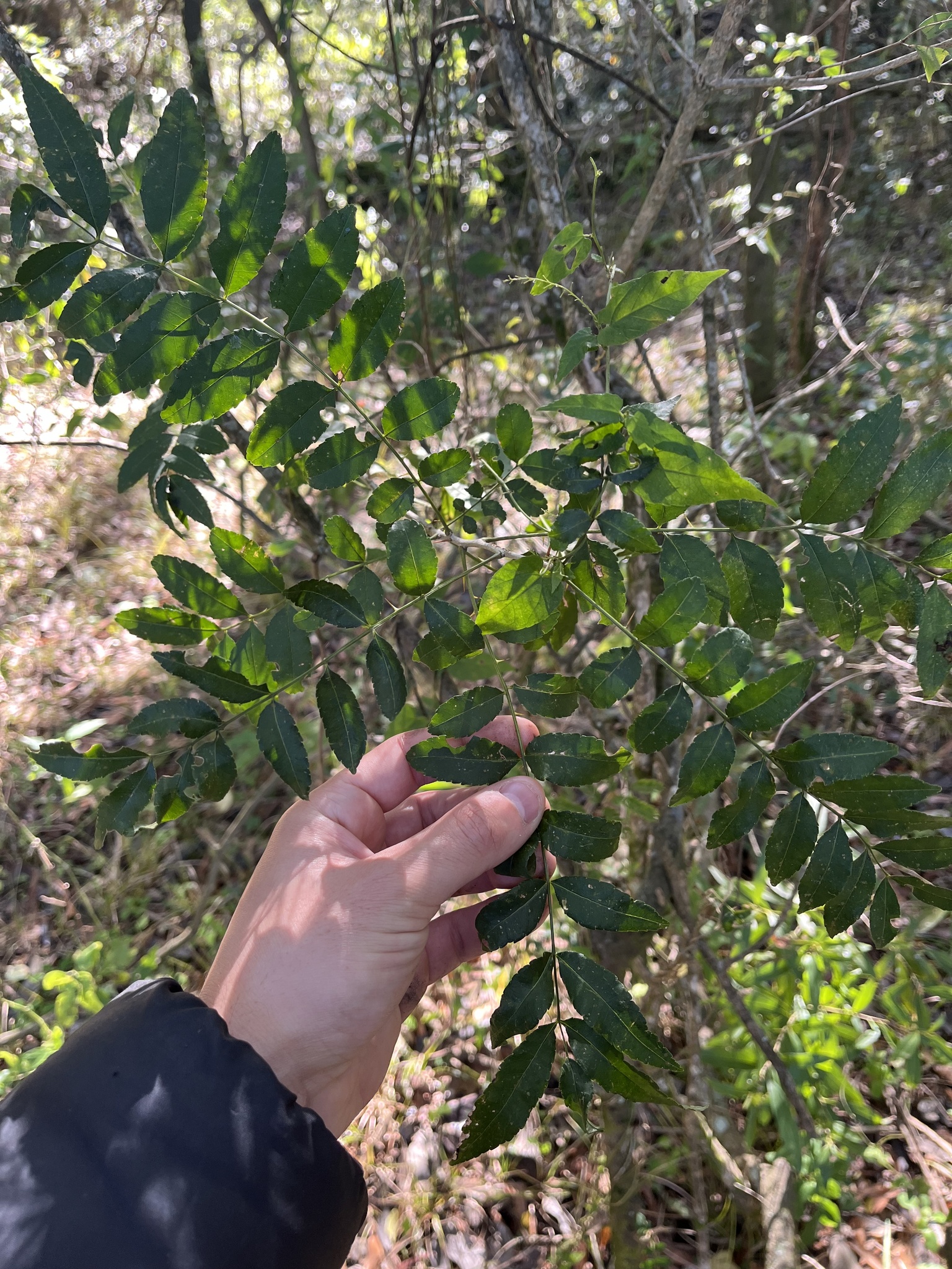Foto de Zanthoxylum rhoifolium Lam.