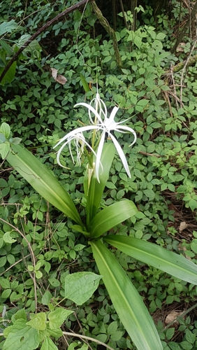 Beach Spider Lily