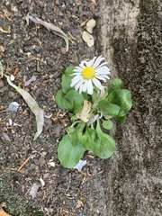Bellis perennis