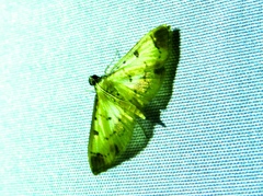 Eulepte gastralis