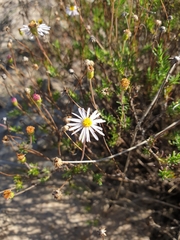 Felicia hyssopifolia