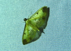 Eulepte gastralis