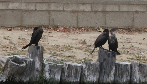 Neotropic Cormorant