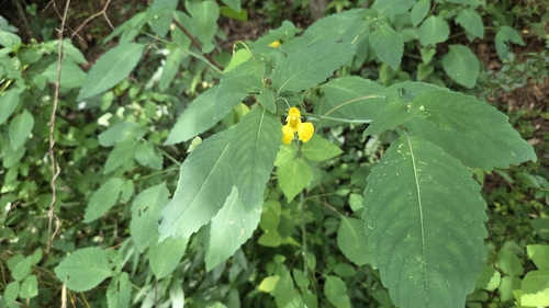 pale jewelweed